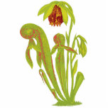 Darlingtonia californica, Carnivorous Plant photo sculptures
