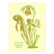 Darlingtonia californica, Carnivorous Plant Postcards