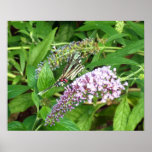 Darting Butterfly Print