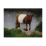 Dartmoor Belted Galloway Cow Standing In River Postcard