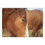 Dartmoor Ponies Greeting Cards