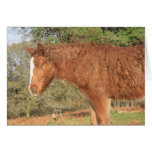 Dartmoor Pony Greeting Card
