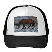 Dartmoor pony in rocks on remote south Devon beach Hats