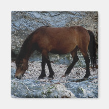 Dartmoor pony in rocks on remote south Devon beach Magnets