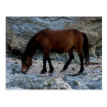 Dartmoor pony in rocks on remote south Devon beach Postcard