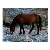 Dartmoor pony in rocks on remote south Devon beach Postcard