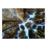 Dartmoor Woods Card