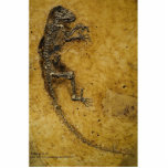 Darwinius masillae photo sculptures