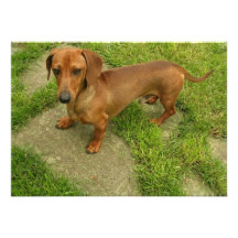 Daschund Dog Invitation