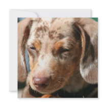 Daschund Dog Invitations