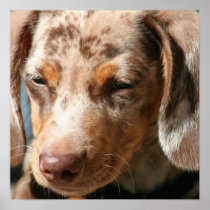 Daschund Dog Poster