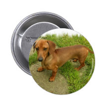 Daschund  Pin