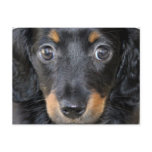 Daschund Puppy Dog Postcard