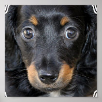 Daschund Puppy Dog Poster