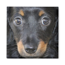 Daschund Puppy Dog Square Magnet