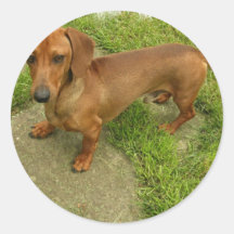 Daschund Sticker