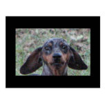 dashhound dog postcards
