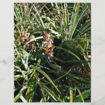 Dates in shrubs full color flyer