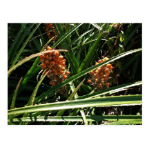 Dates in shrubs postcards