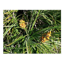 Dates in shrubs postcards