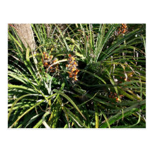 Dates in shrubs postcards