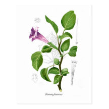 Datura fastuosa post cards