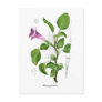 Datura fastuosa post cards