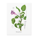 Datura fastuosa postcards