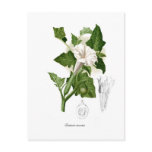 Datura inoxia postcards
