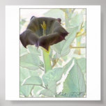 Datura Mystica 2 Posters