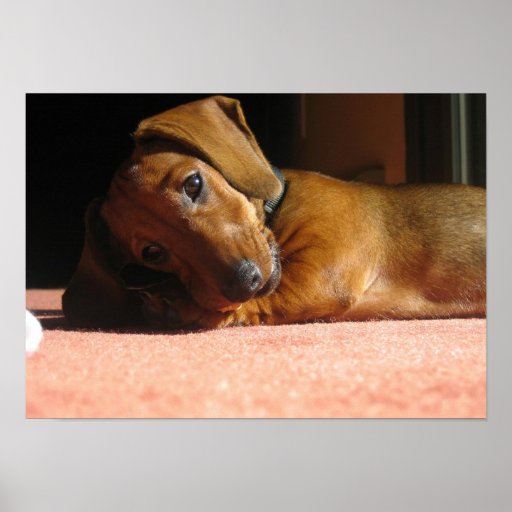Dauchshund Posters