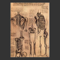 DaVinci Drawing of the torso business cards