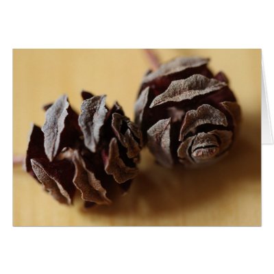 Dawn Redwood Cones