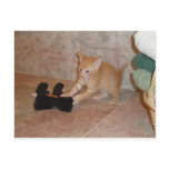 Dax Attack Kitten postcards