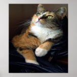 Day Dreamer Canvas posters