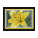 Day Lilly postcards