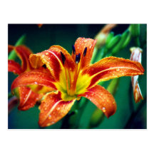 Day Lilly Postcard