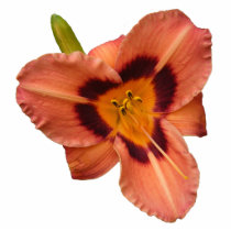Day Lily 91b ~ acrylic Photo Cutouts