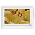 Day Lily cards