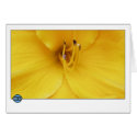 Day Lily cards