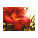 Day Lily Cards postcards