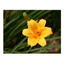 Day Lily Postcard postcards