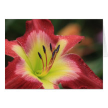 Daylily 'Aaron Brown' Greeting Card