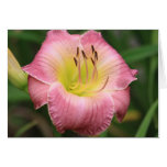 Daylily 'Alvatine Taylor Yates' cards
