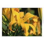 Daylily 'Banana Smoothie' Greeting Card