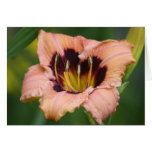 Daylily 'Bedouin Bride' cards