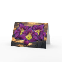 Daylily 'Bela Lugosi' Greeting Cards