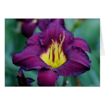 Daylily 'Bela Lugosi' Cards