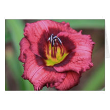 Daylily 'Bibbitty Bobbitty Boo' Greeting Card