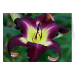 Daylily 'Black Falcon Ritual' Greeting Card